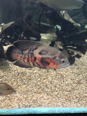 Astronotus
