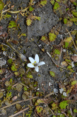 Lobelia carens