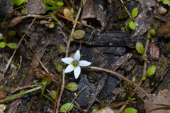 Lobelia carens