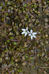 Lobelia carens