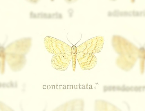 Scopula contramutata
