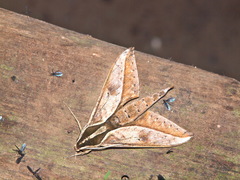 Xylophanes cyrene