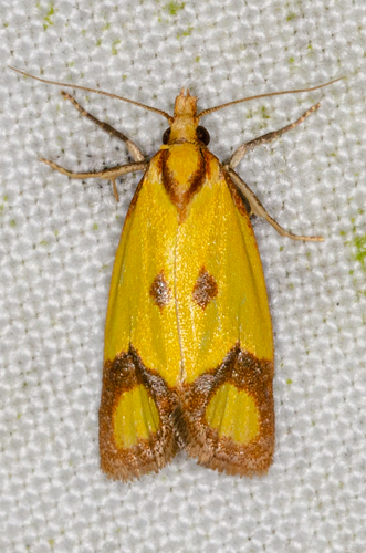 Knapweed Root Moth, 27100 Fonsagrada, Lugo, España, photo 7 of 10
