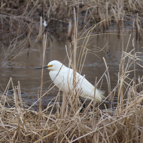 Snowy Egret photographed in South Dakota