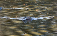 Anas platyrhynchos domesticus