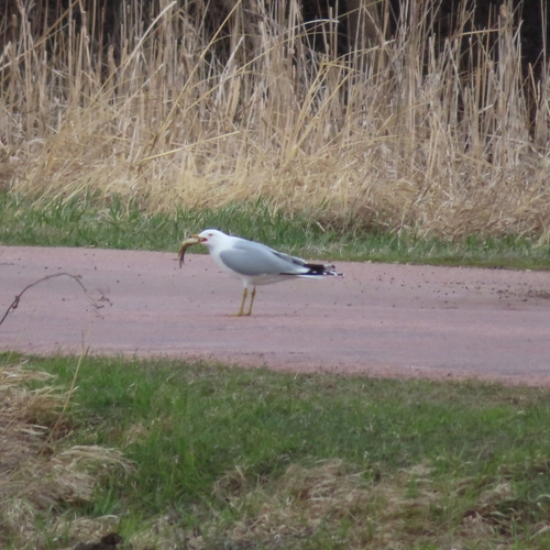Ring-billed Gull photographed in South Dakota