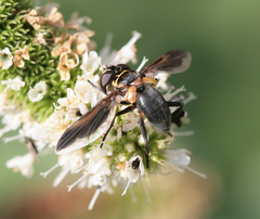 Galactomyia