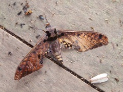 Adhemarius tigrina