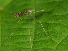 Erioptera