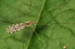 Erioptera