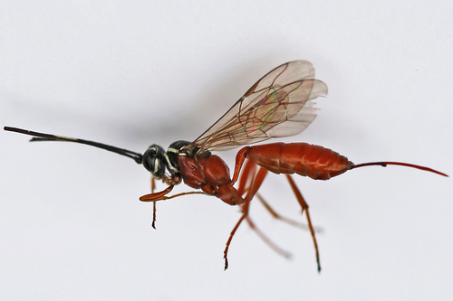 Parasitoid wasp