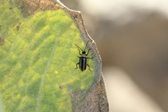 Acalymma trivittatum