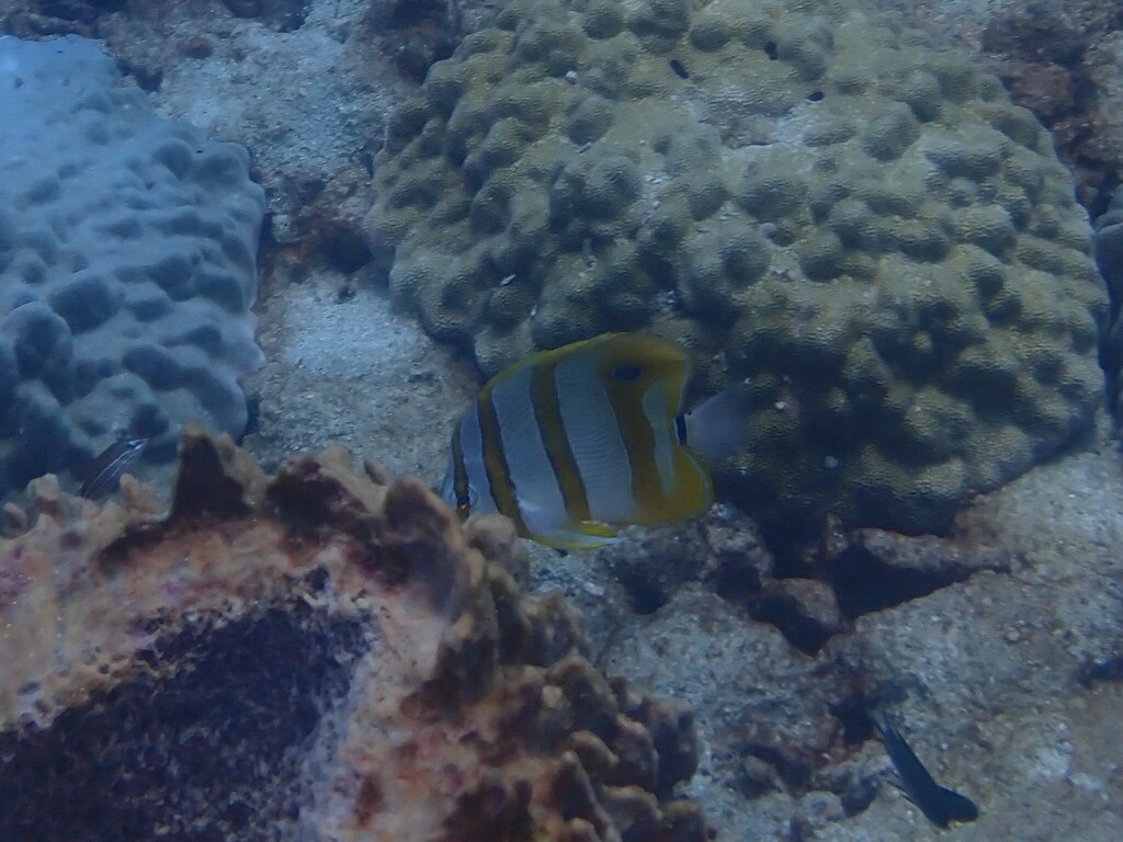 Copperband butterflyfish