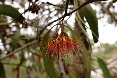 Amyema pendula pendula