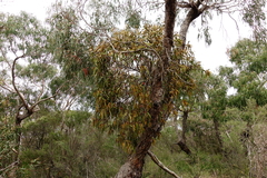 Amyema pendula pendula