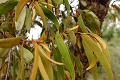 Amyema pendula pendula