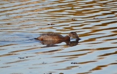 Anas platyrhynchos domesticus