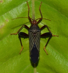 Nematopus