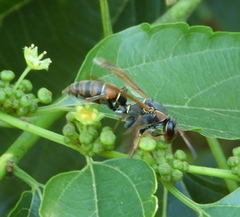 Polistes pacificus
