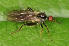 Hybotidae