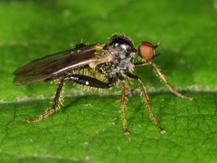Hybotidae