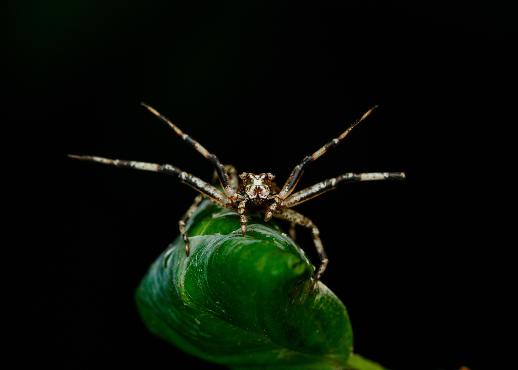 Tarrocanus