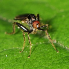 Hybotidae