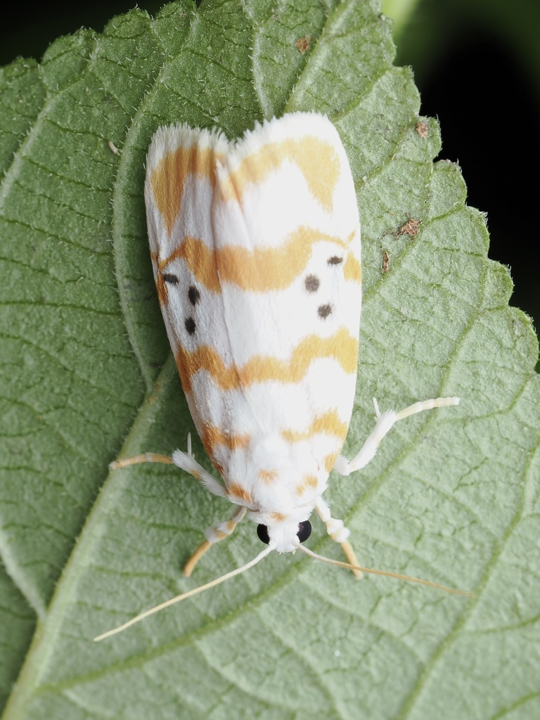Chi Yan Insect Cyana interrogationis from 船灣郊野公園, 船灣, 新界, HK on May 11, 2023 at 08:45 ...