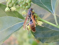 Polistes pacificus