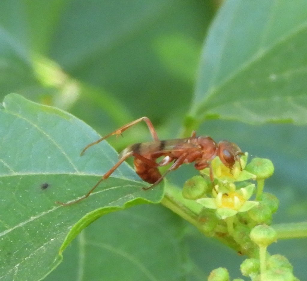 Ageniella accepta