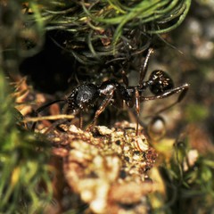 Aphaenogaster picea