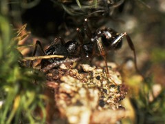 Aphaenogaster picea