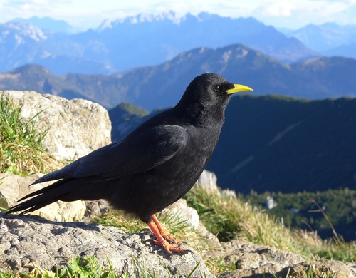 Yellow-billed Chough