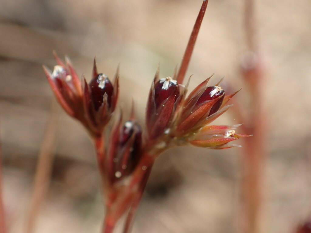 Dwarf Rushes dwarf rush from France, Hérault, Montferrier-sur-Lez, Campus de ...