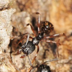 Aphaenogaster picea
