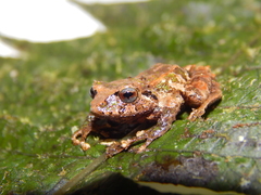 Pristimantis scoloblepharus