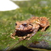 Rain and Robber Frogs - Photo (c) Khristian Venegas Valencia, some rights reserved (CC BY-NC)
