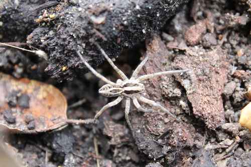 McCook's Split Wolf Spider photo 5