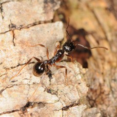 Aphaenogaster picea