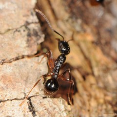 Aphaenogaster picea