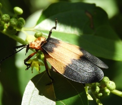 Lycus sallaei