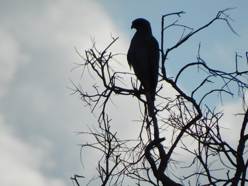 Dark Chanting-Goshawk