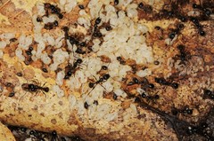 Aphaenogaster picea