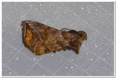 Pseudeva purpurigera