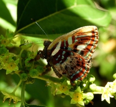 Anteros carausius carausius