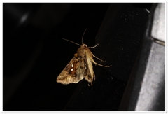 Autographa bimaculata