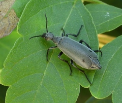 Epicauta bipunctata