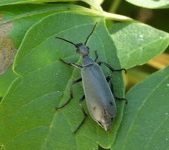 Epicauta bipunctata