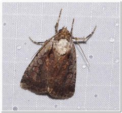 Eueretagrotis attentus