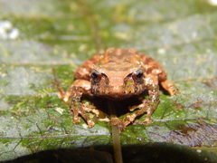 Pristimantis scoloblepharus